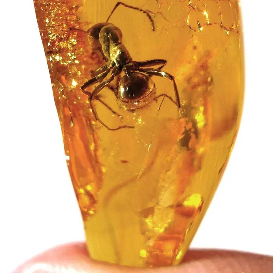 Amber inclusions — visual reference