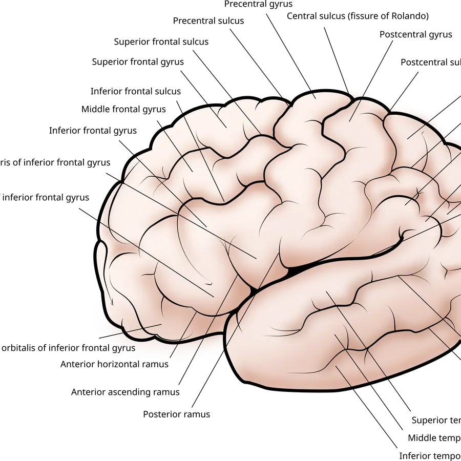 Brain cortex layering — visual reference