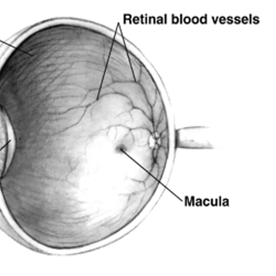 Retina concentric layers — visual reference