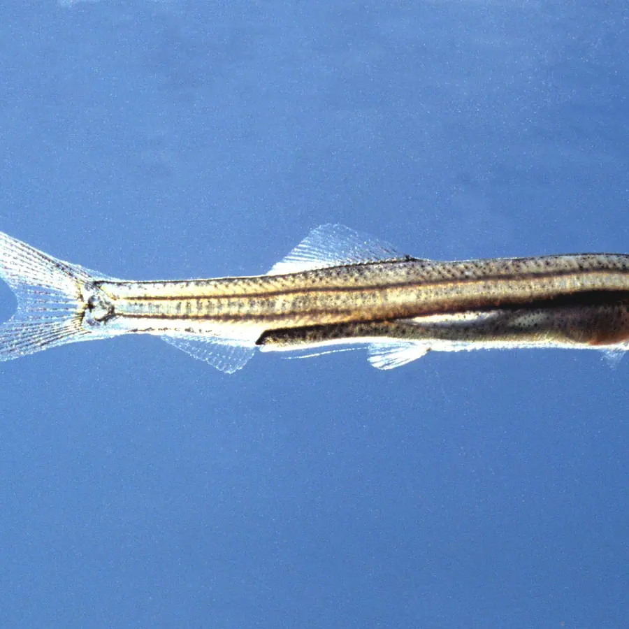 Fish otoliths — visual reference
