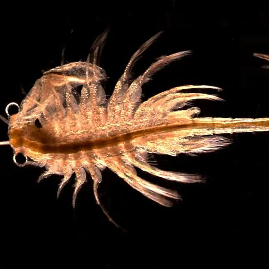 Crustacean shell layers — visual reference