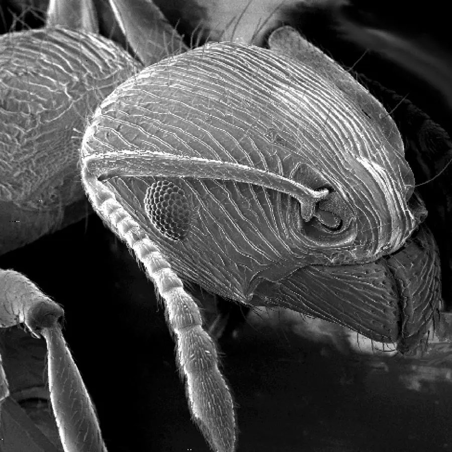 Arthropod exoskeleton layering — visual reference