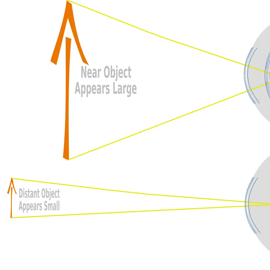 Eye lens growth rings — visual reference