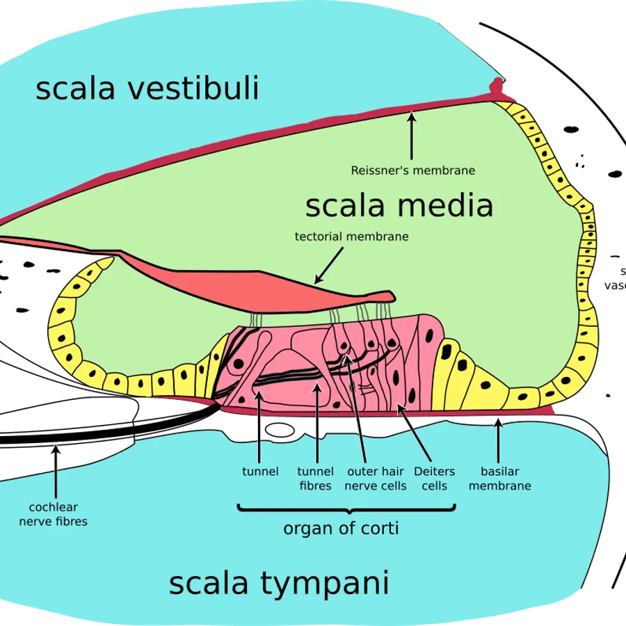 Cochlear spiral density — visual reference
