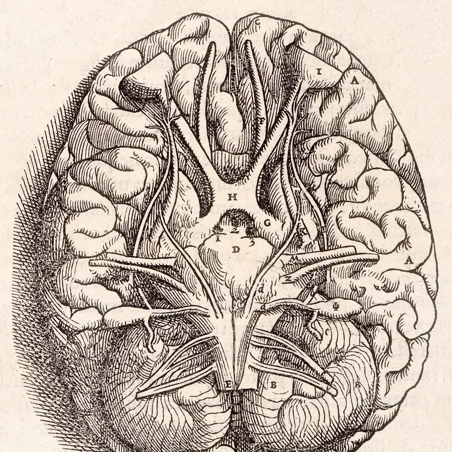 Olfactory bulb glomeruli — visual reference