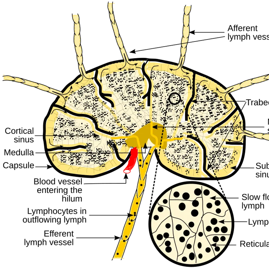 Lymph node structures — visual reference