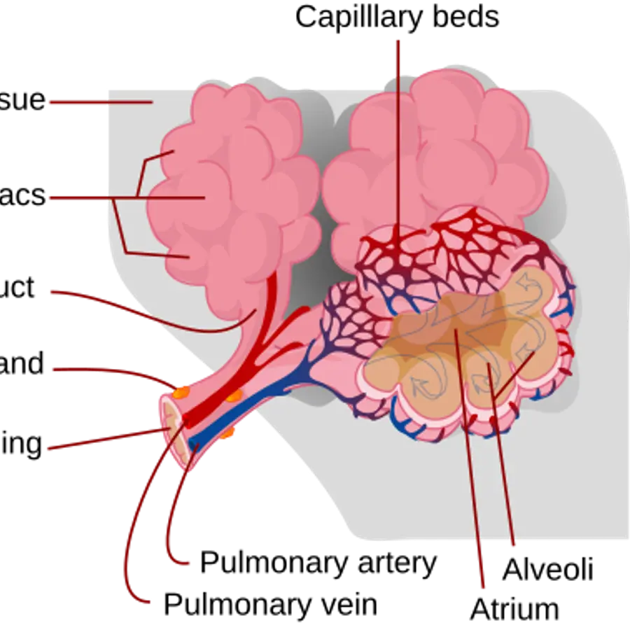 Lung alveoli hierarchy — visual reference