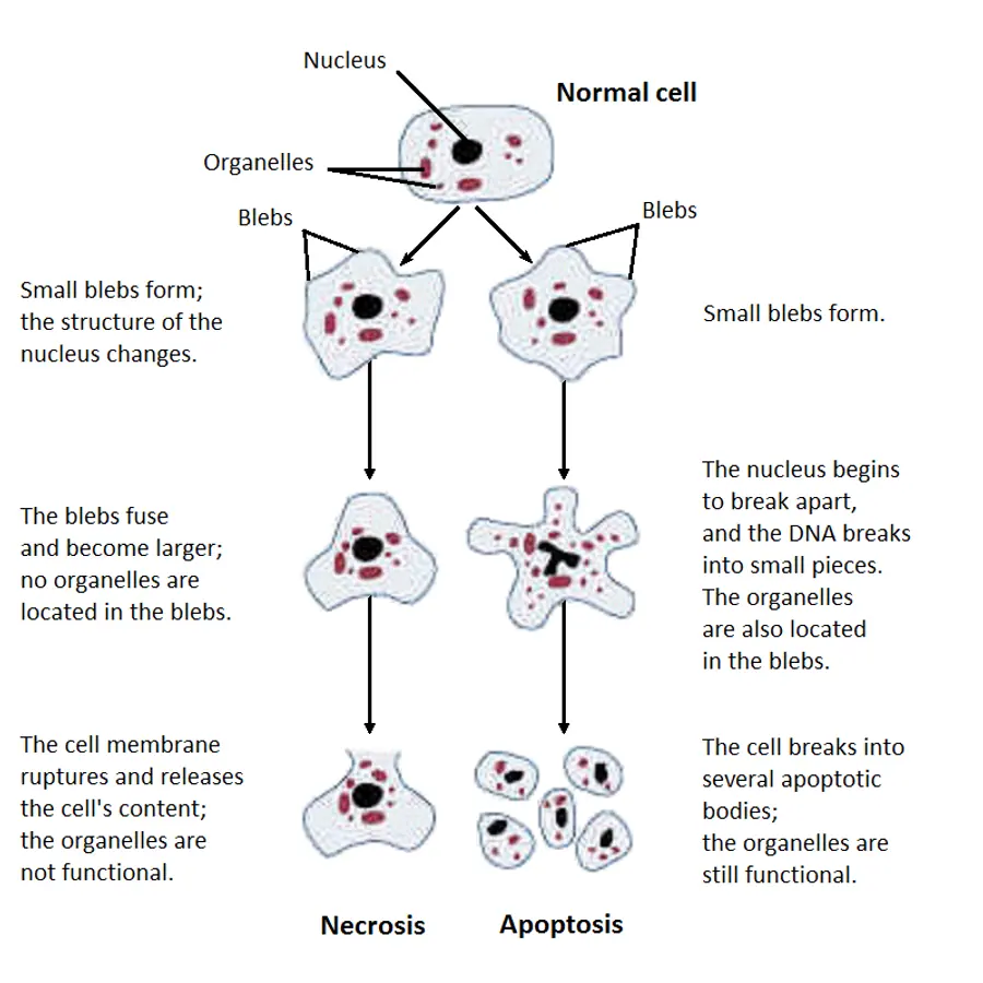 Tumor necrosis cores — visual reference