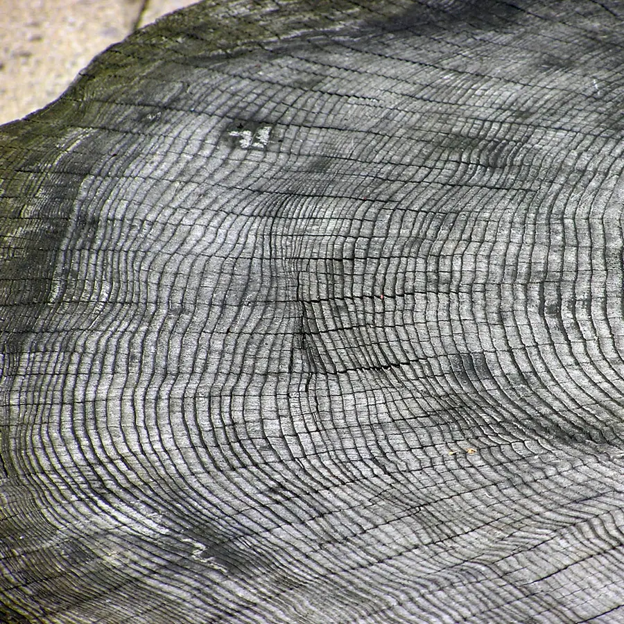 Tree trunks (radial growth rings) — visual reference