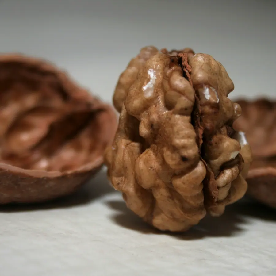 Nut shells — visual reference