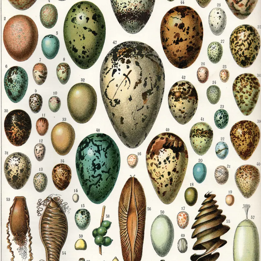 Egg (yolk–white gradient) — visual reference