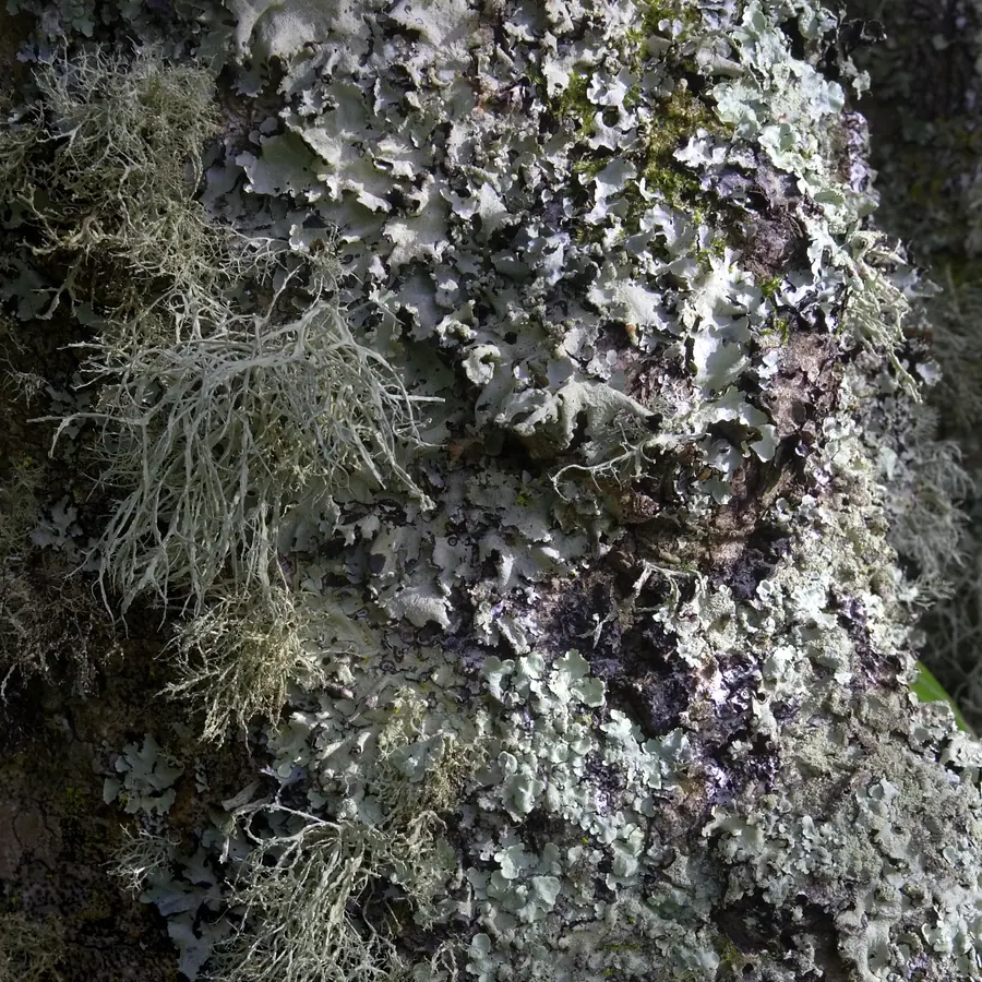Lichen rings — visual reference