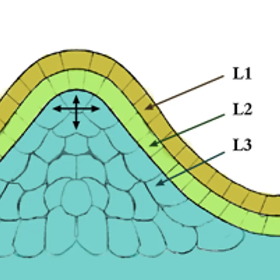 Plant meristems — visual reference