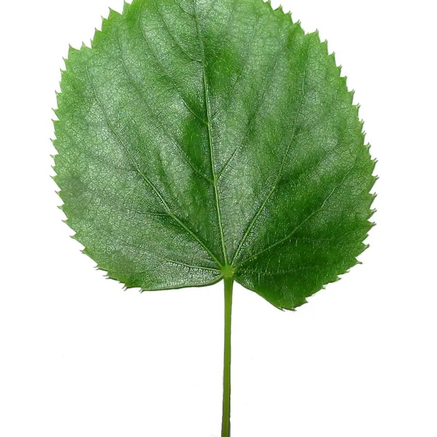 Leaf vein nodes — visual reference