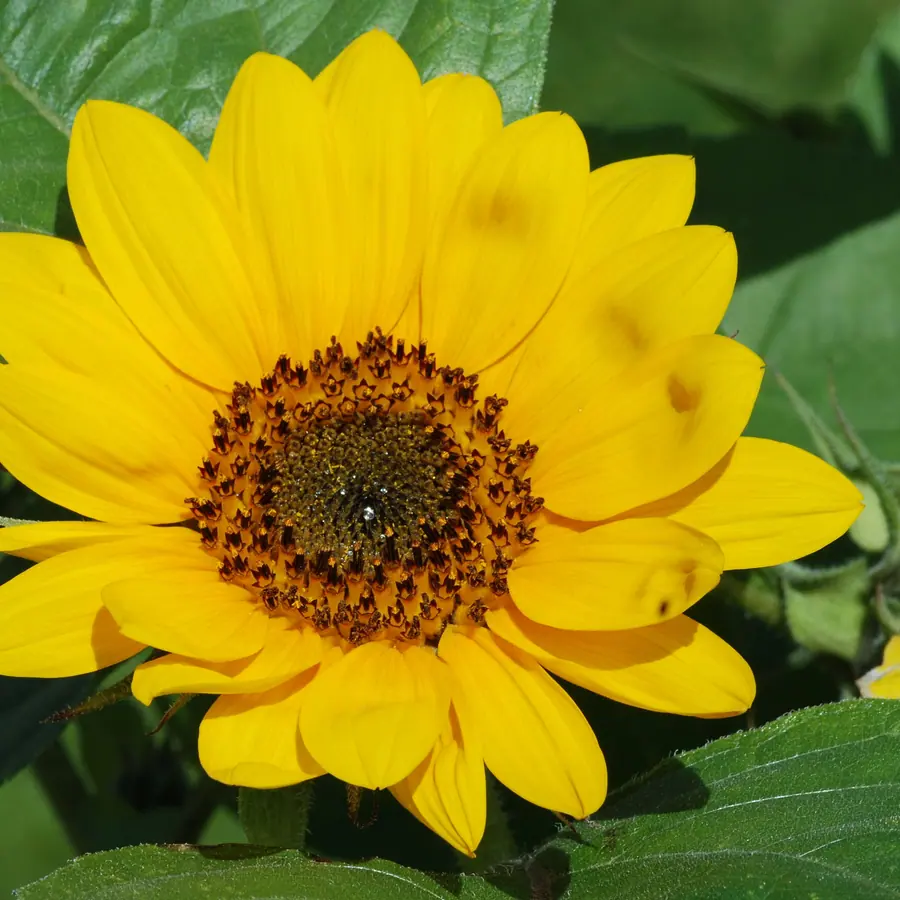 Flower heads (radial density) — visual reference
