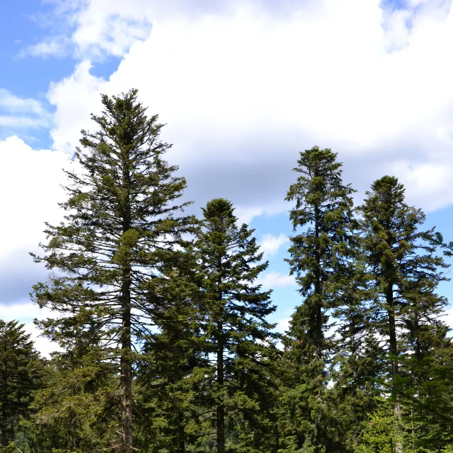 Conifer crowns — visual reference