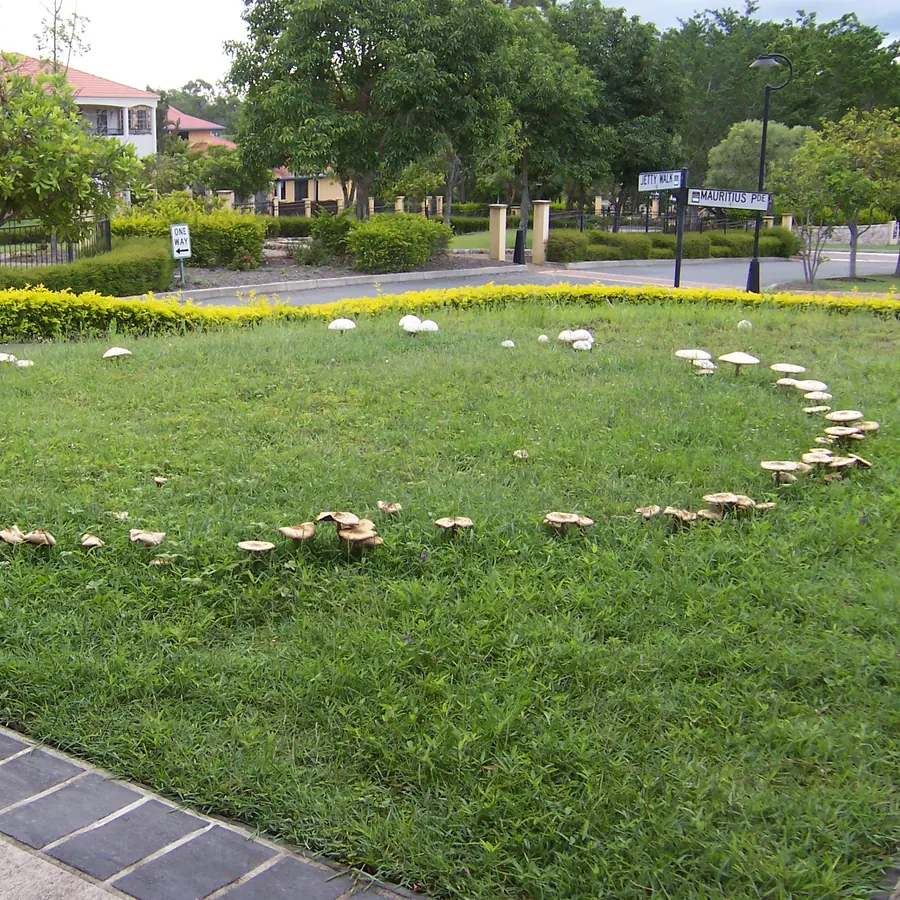 Fairy rings — visual reference