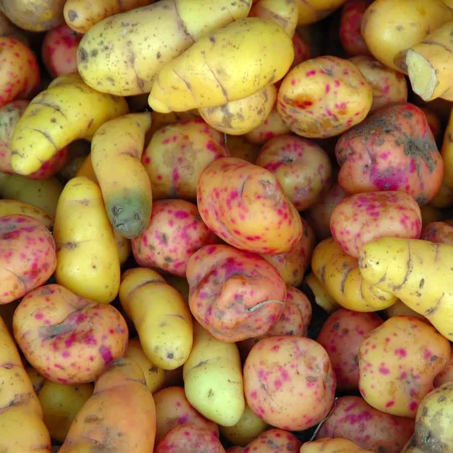 Tubers — visual reference