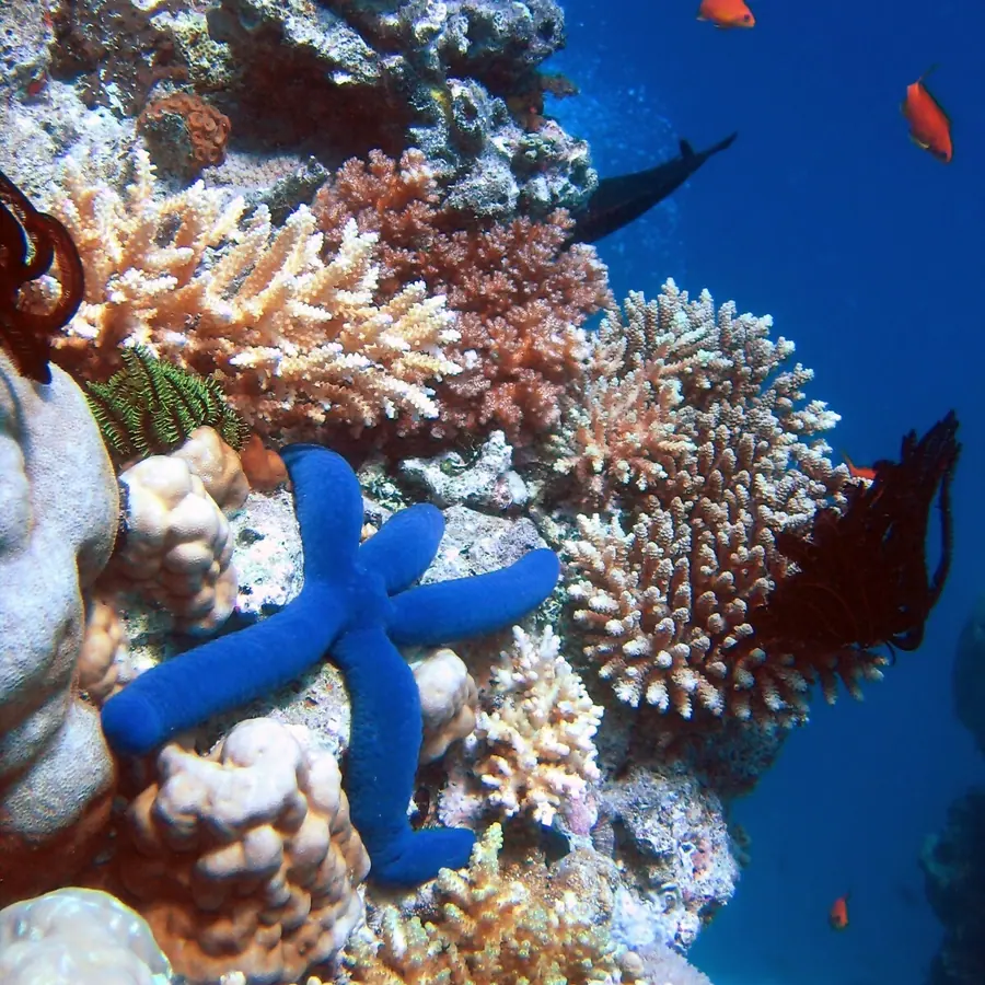 Reef rings — visual reference