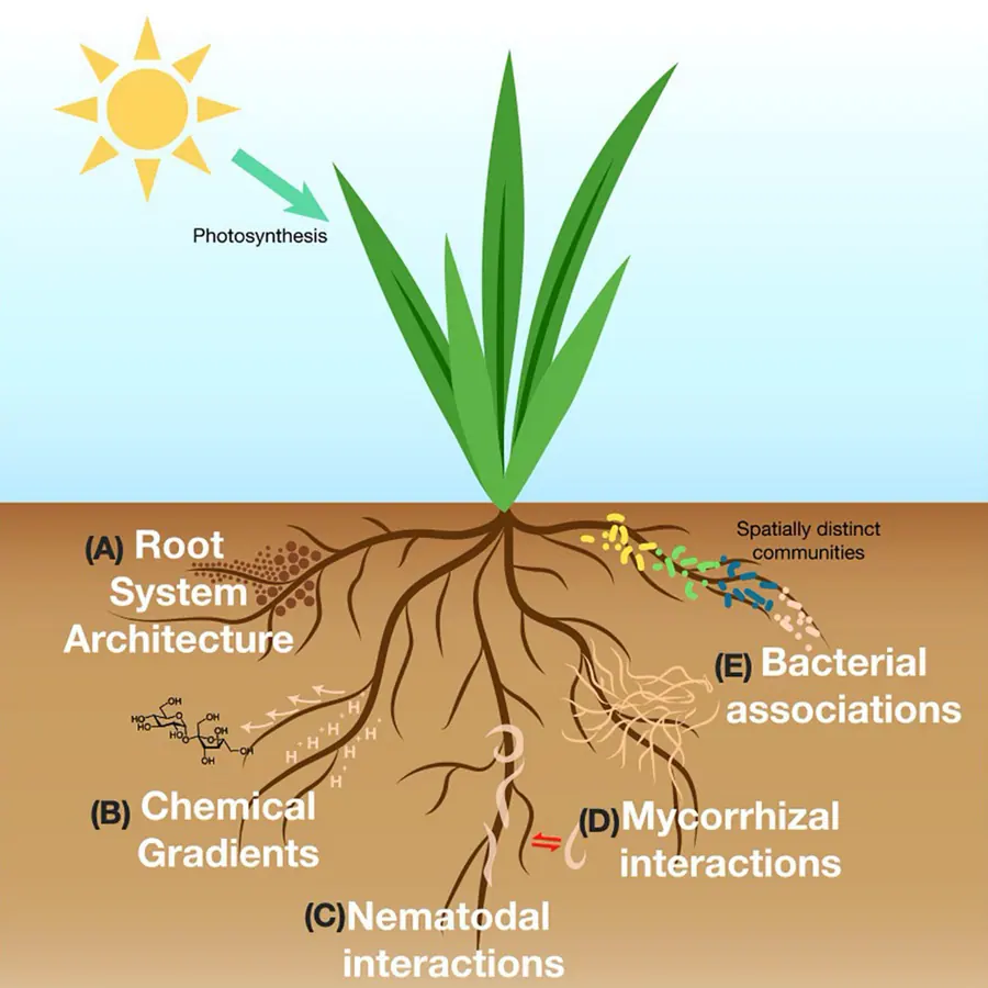 Rhizosphere — visual reference