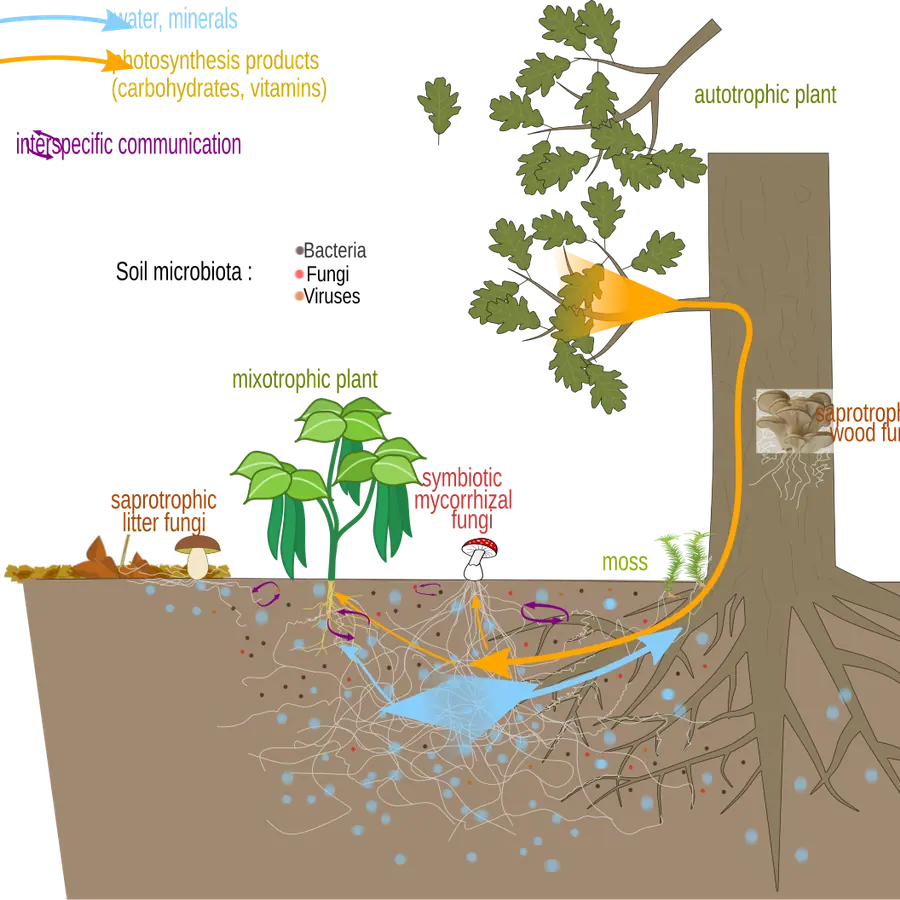 Mycorrhizal network nodes — visual reference
