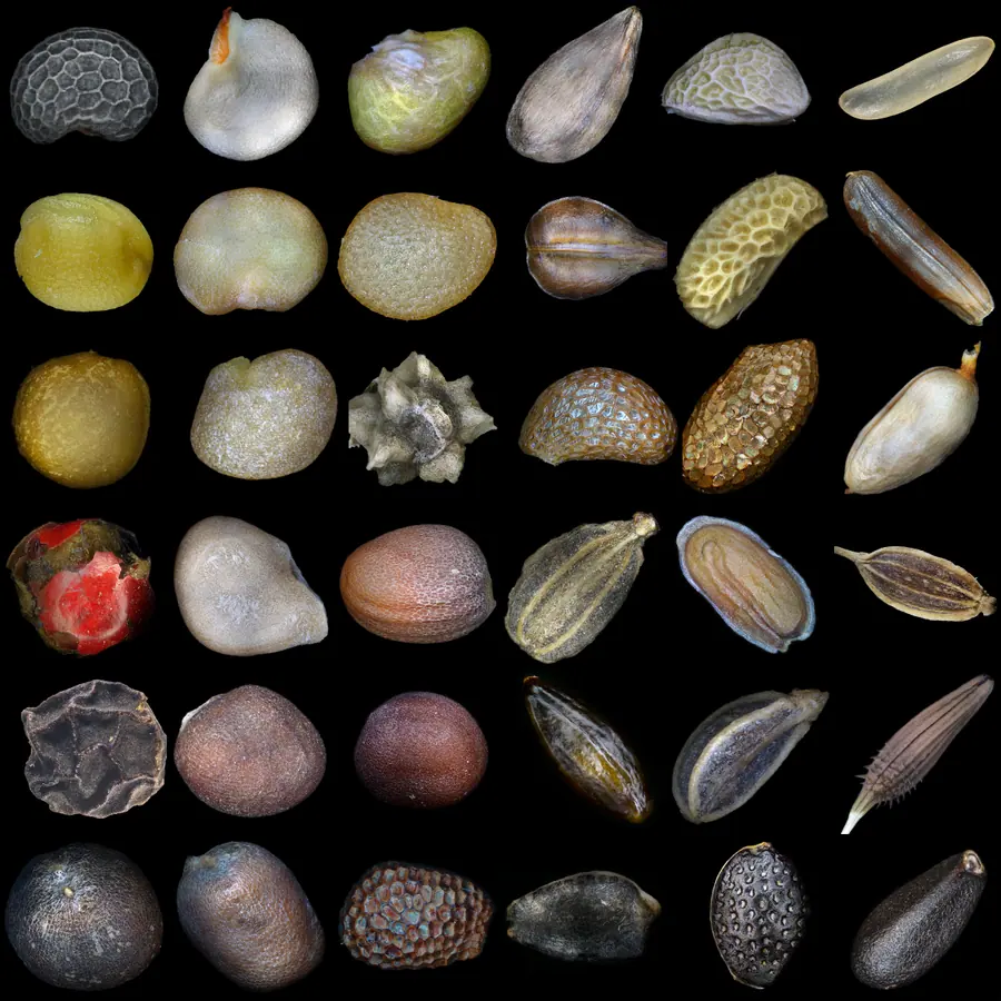 Seed cross-sections — visual reference