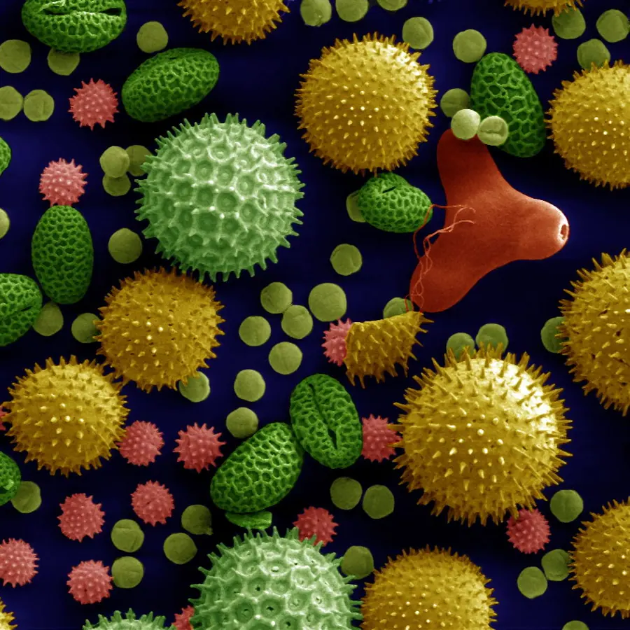 Pollen grains — visual reference