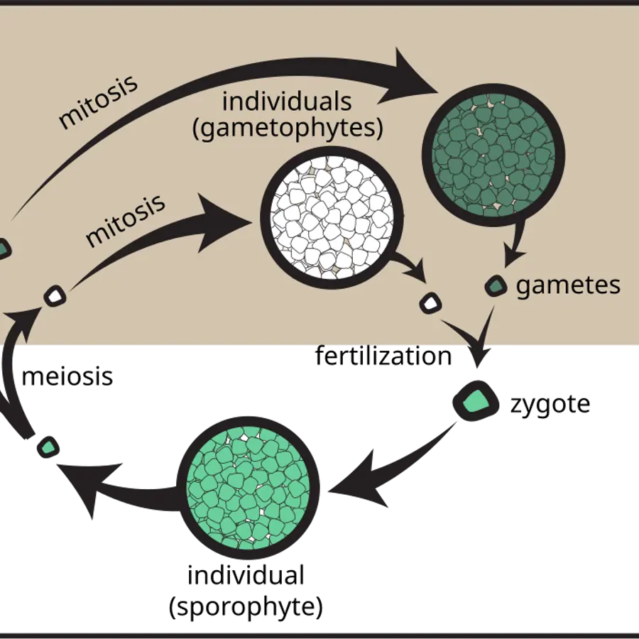 Spores — visual reference