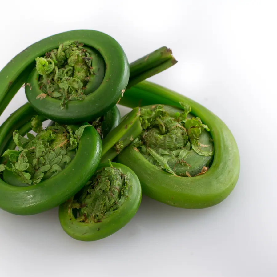 Fern fiddleheads — visual reference