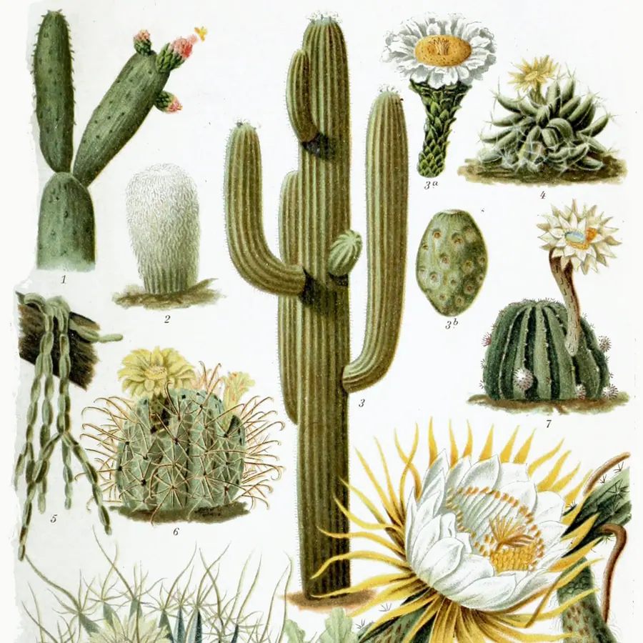 Cactus ribs — visual reference