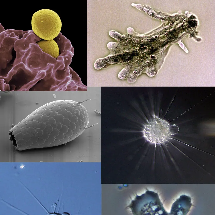 Amoeba colonies — visual reference