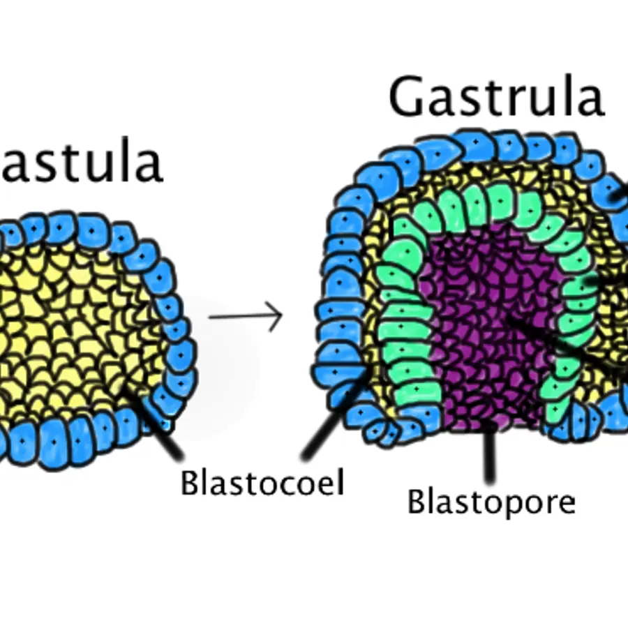 Gastrulation fronts — visual reference