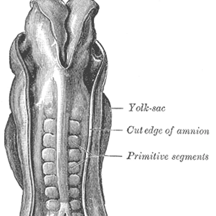 Somitogenesis layers — visual reference