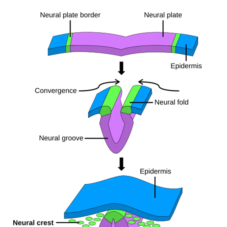 Neural tube closure zones — visual reference