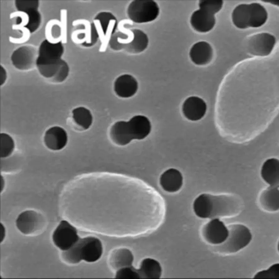 Quorum sensing fronts — visual reference