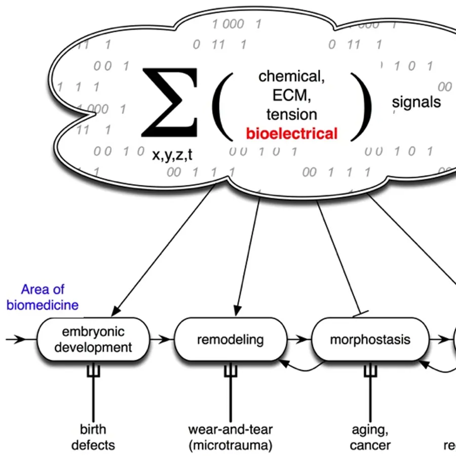 Bioelectric fields — visual reference