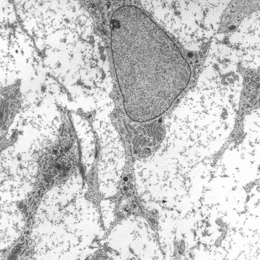 Stem cell differentiation shells — visual reference
