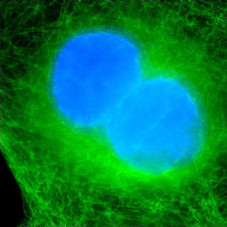Cell migration waves — visual reference