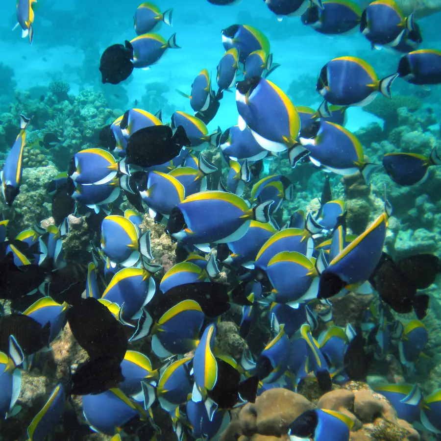 Fish schools (core–halo structure) — visual reference