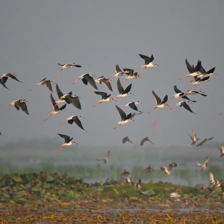 Bird flocks — visual reference