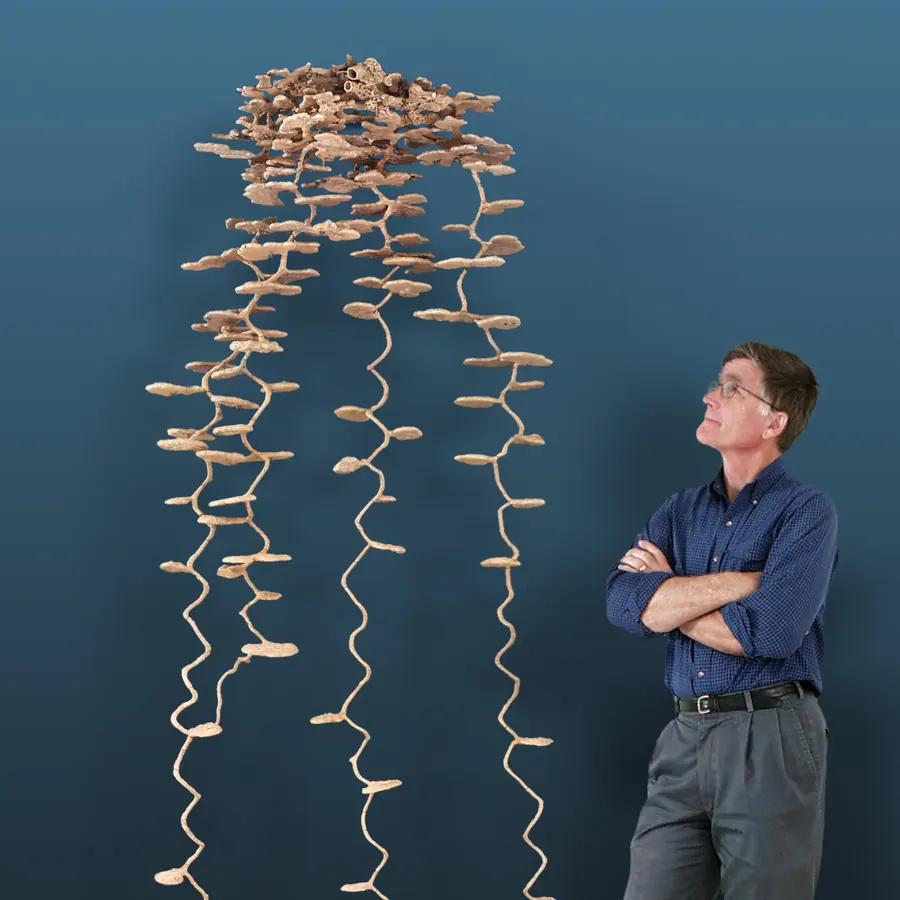 Ant nursery chambers — visual reference