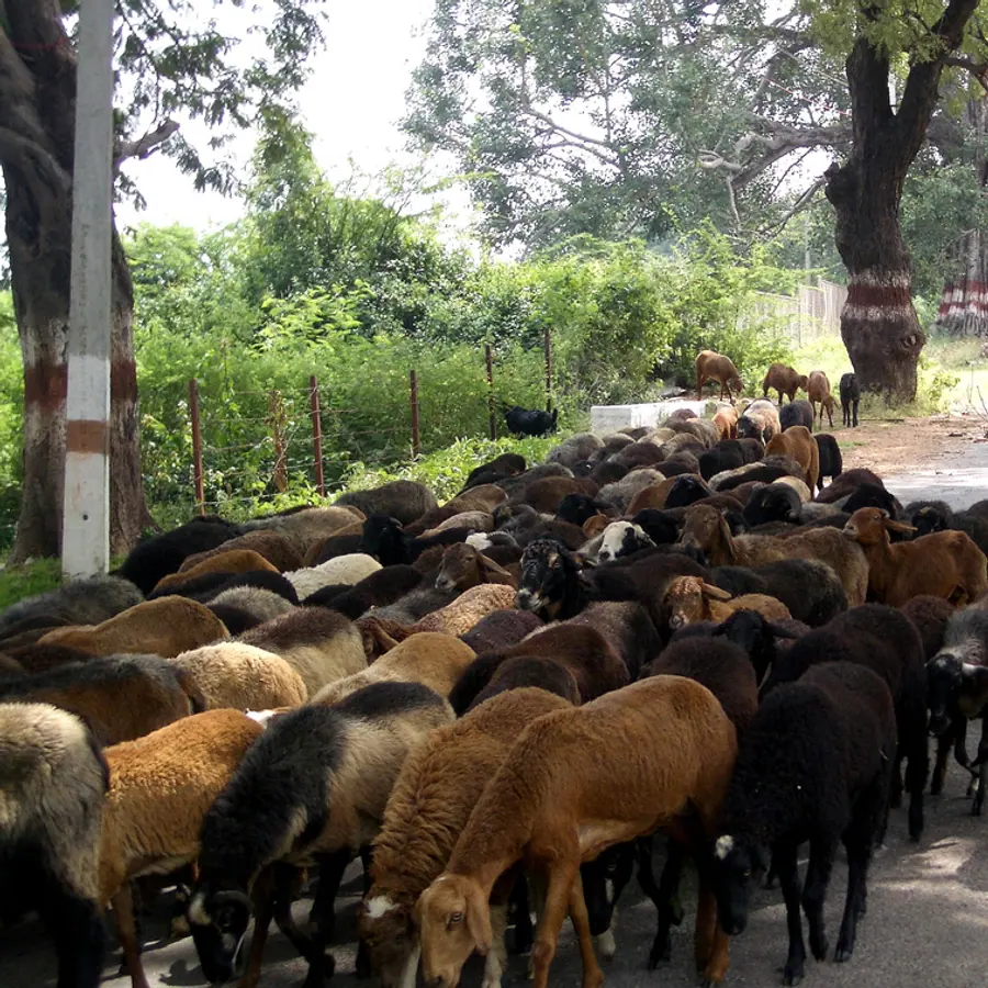 Mammal herds — visual reference