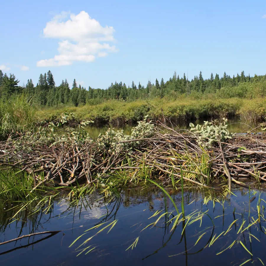 Beaver dams (sediment shells) — visual reference