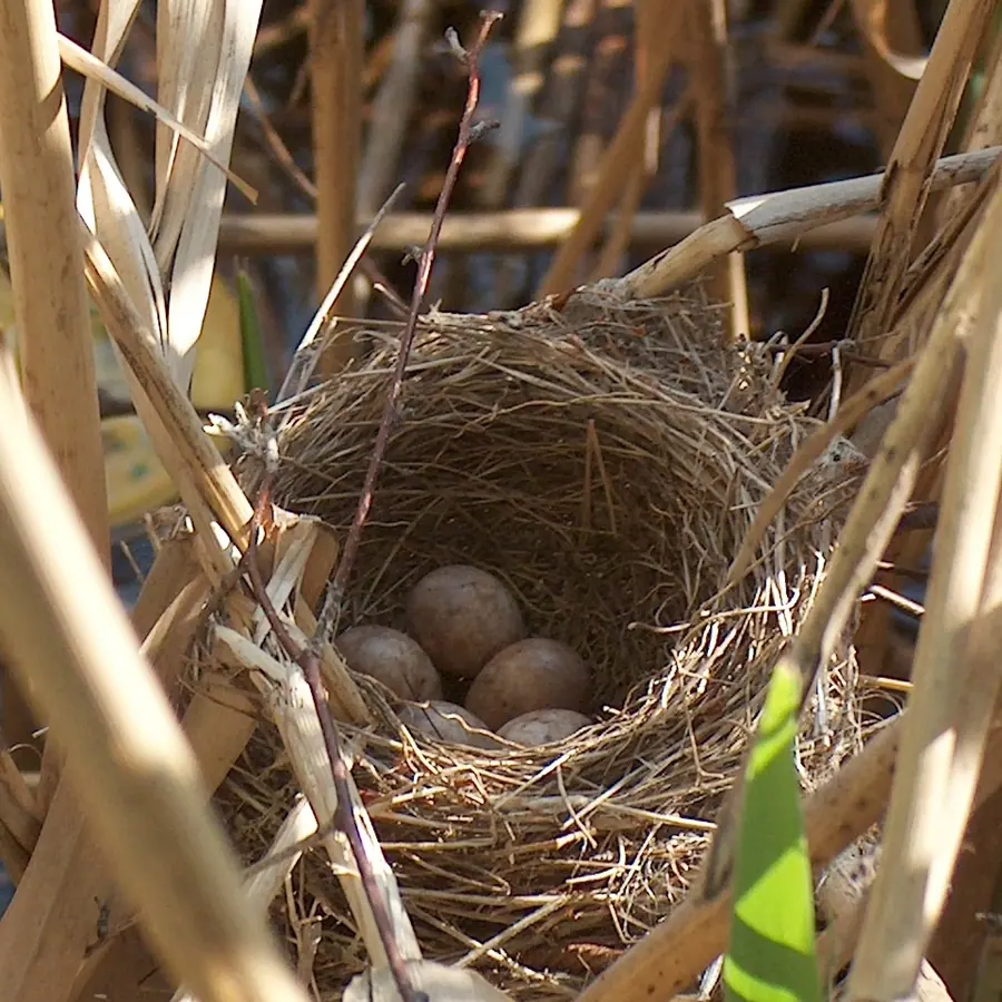 Bird nests (layered structure) — visual reference
