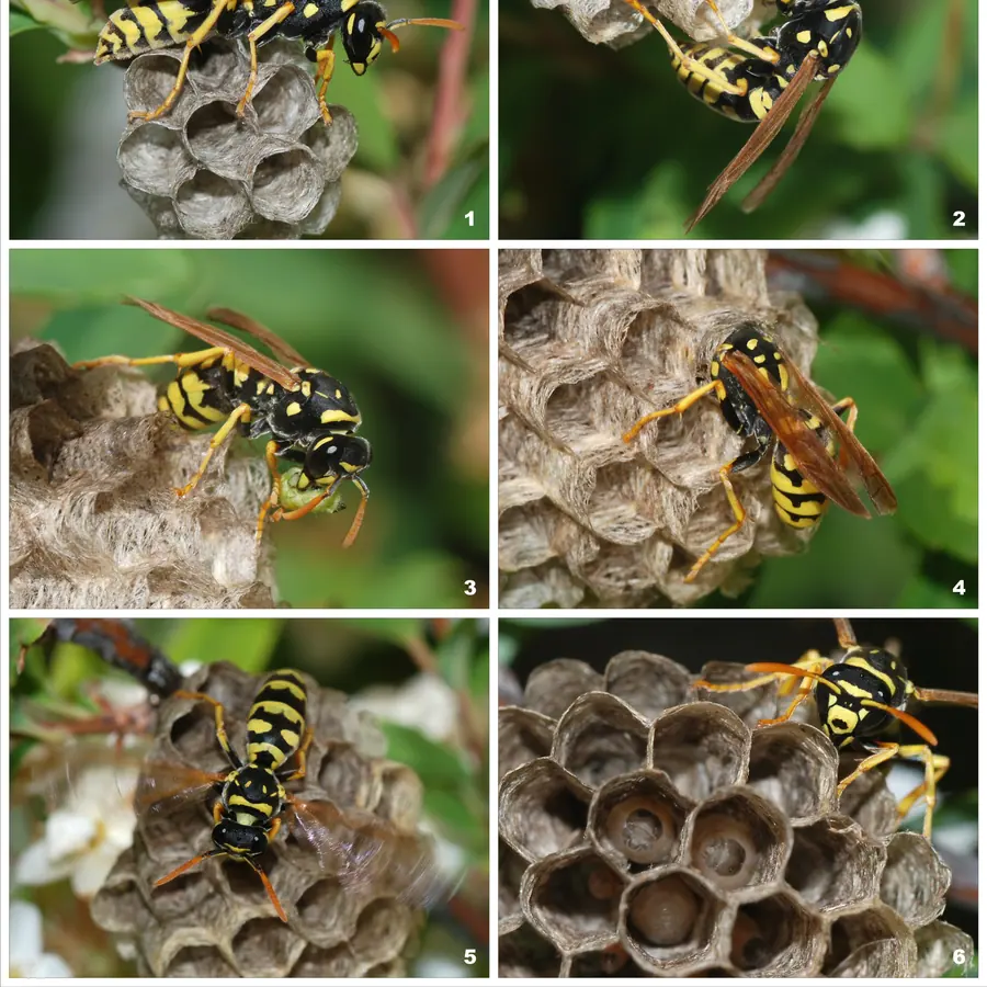 Wasp nests — visual reference