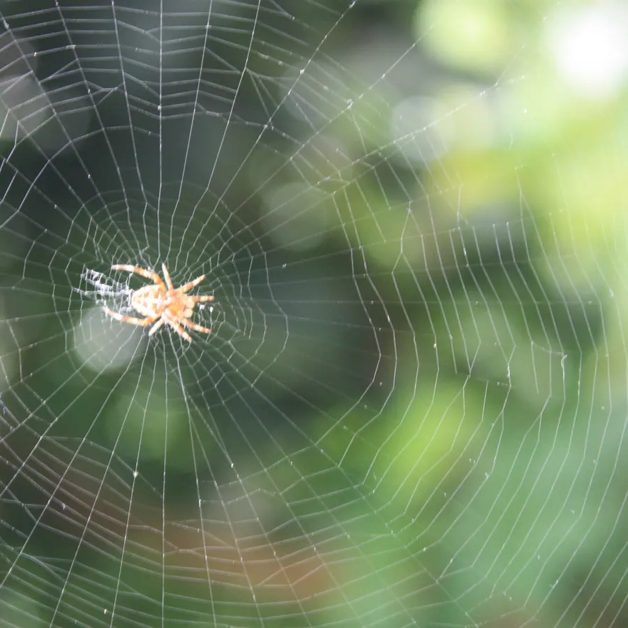 Spider webs (radial density decrease) — visual reference