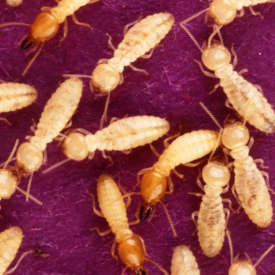 Termite fungus gardens — visual reference