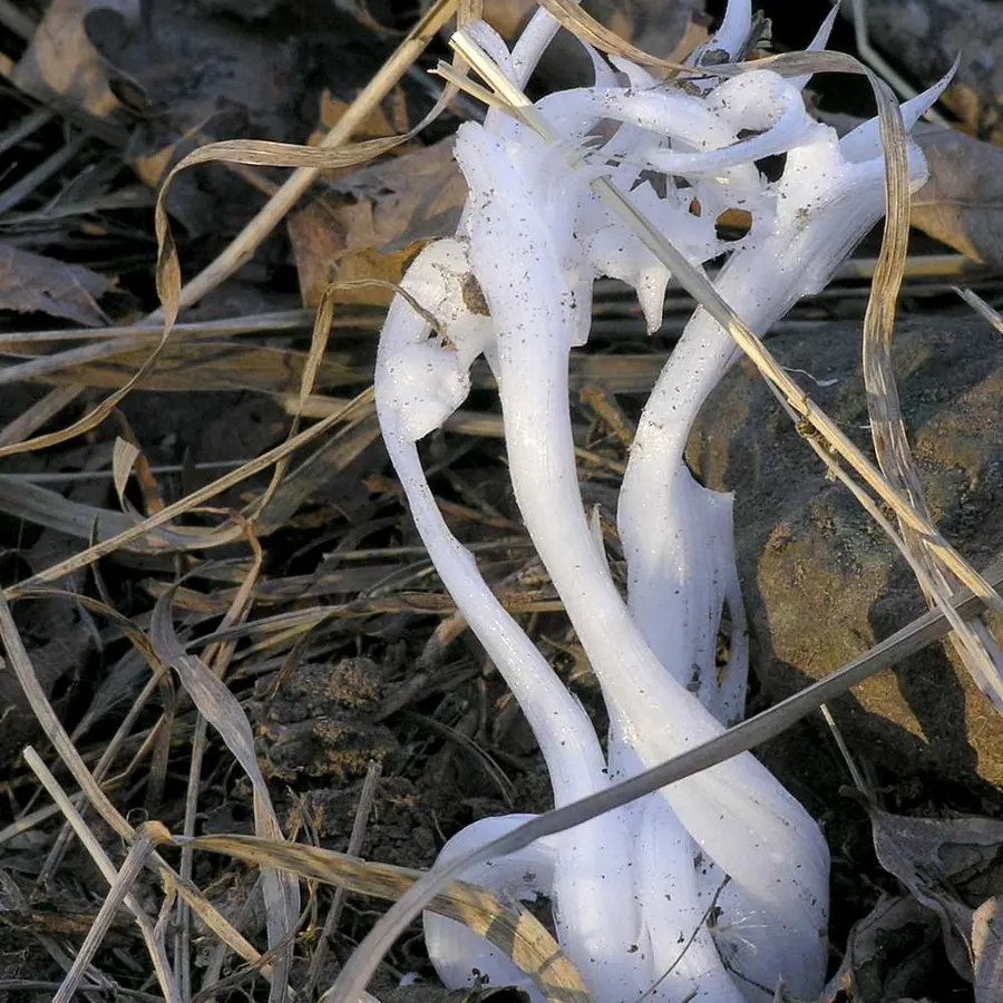 Frost flowers — visual reference