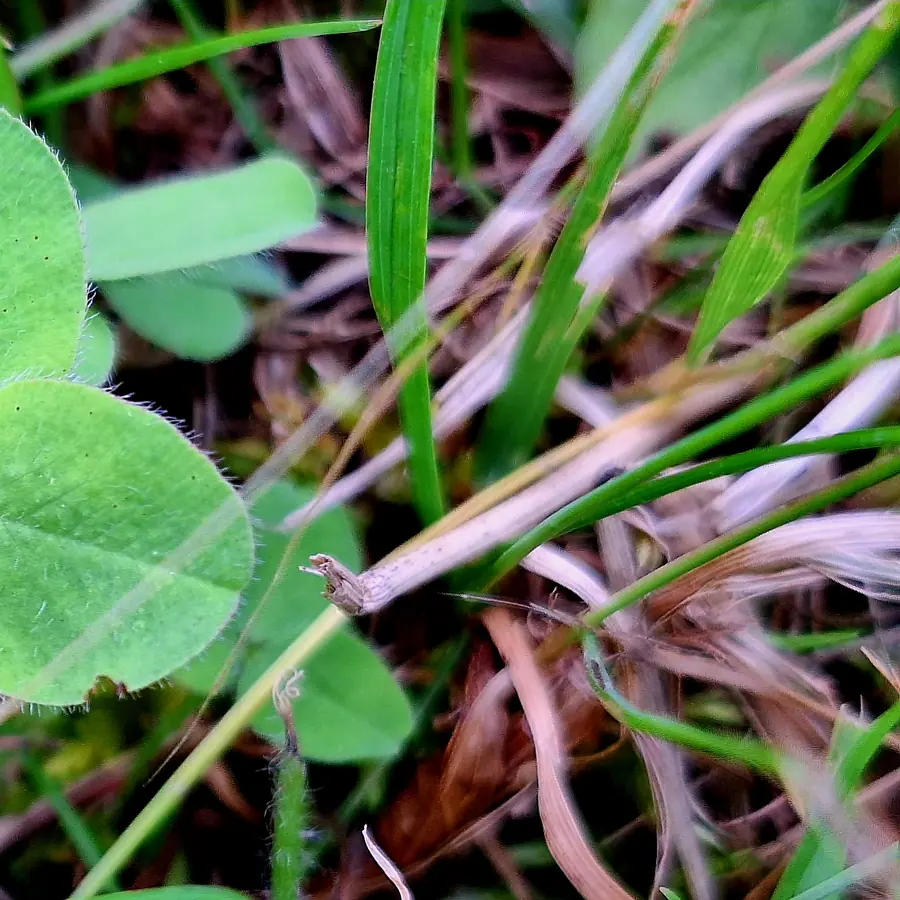 Dew drops — visual reference