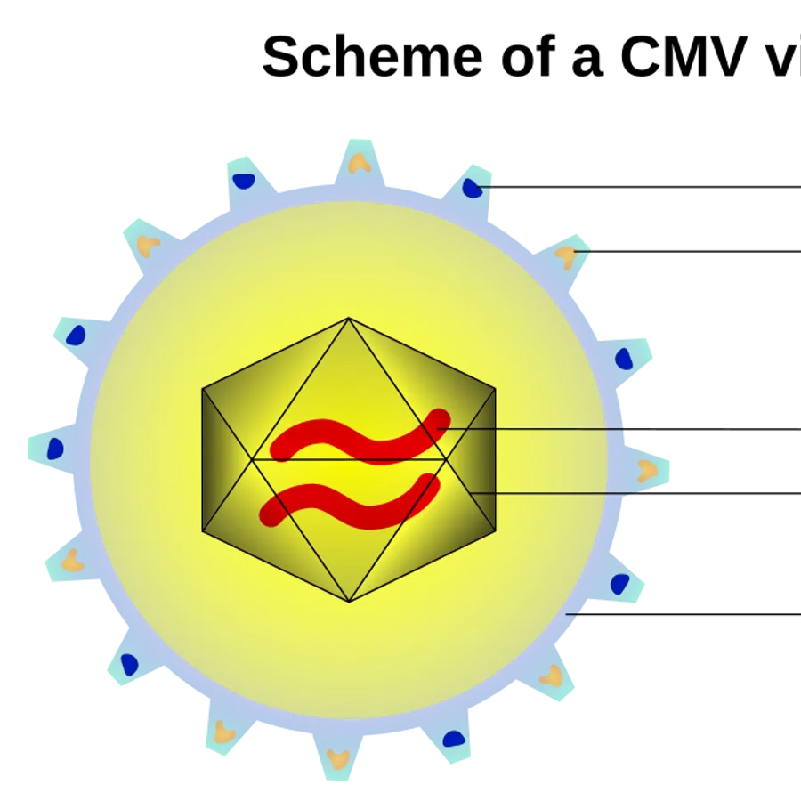 Virus capsid packing gradient — visual reference
